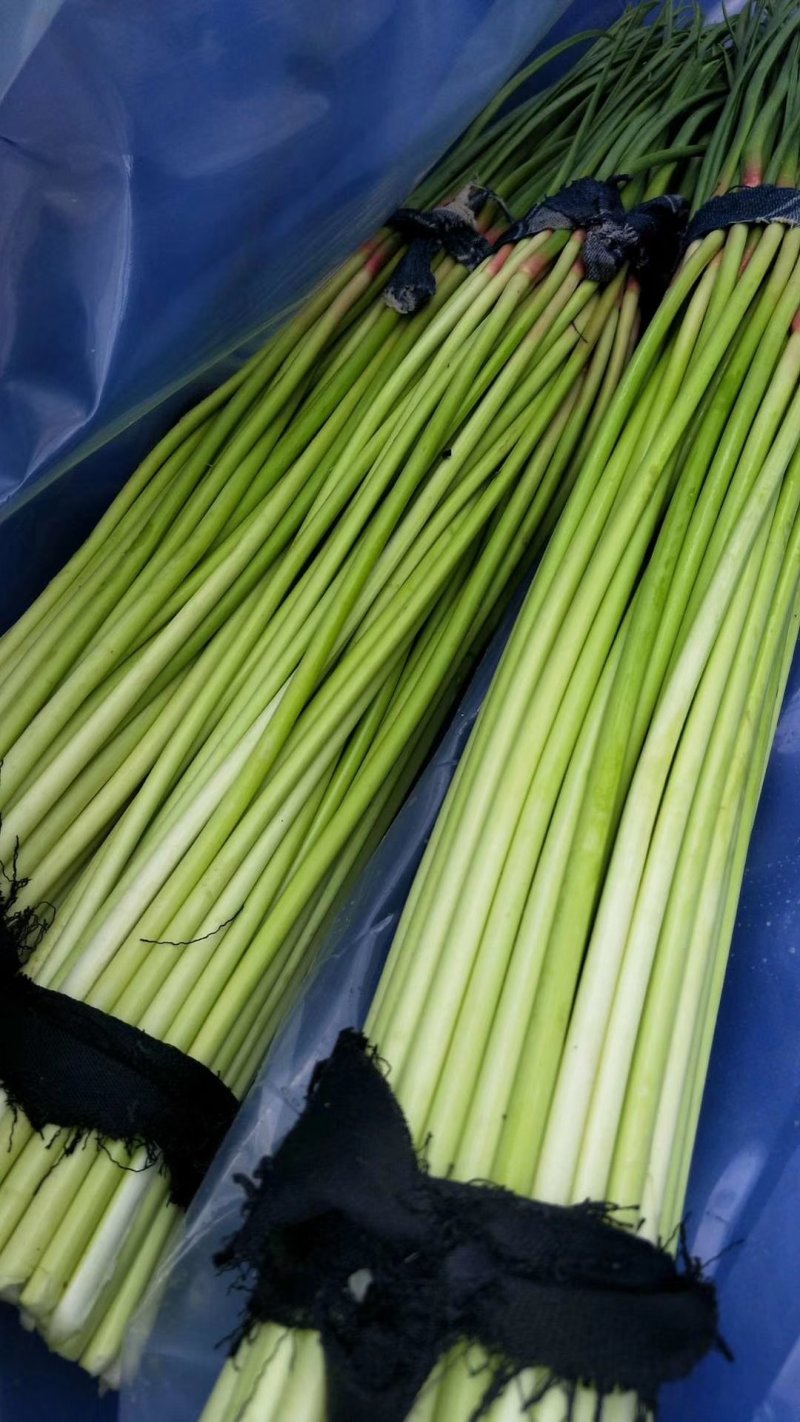 新鲜红帽蒜薹大量供应，精品60-70，负责找车，货源充足