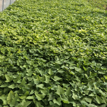 红薯苗地瓜苗,千亩基地,有西瓜红,商品19,龙薯九等品种
