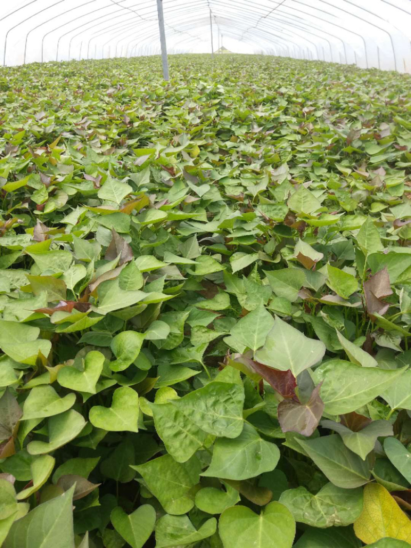 红薯苗，千亩基地，有商薯19，龙薯九，西瓜红等10多品种