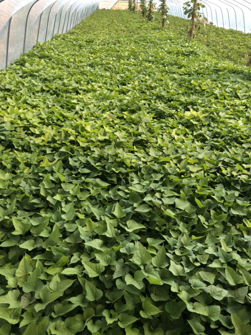 红薯苗，千亩基地，有商薯19，龙薯九，西瓜红等10多品种