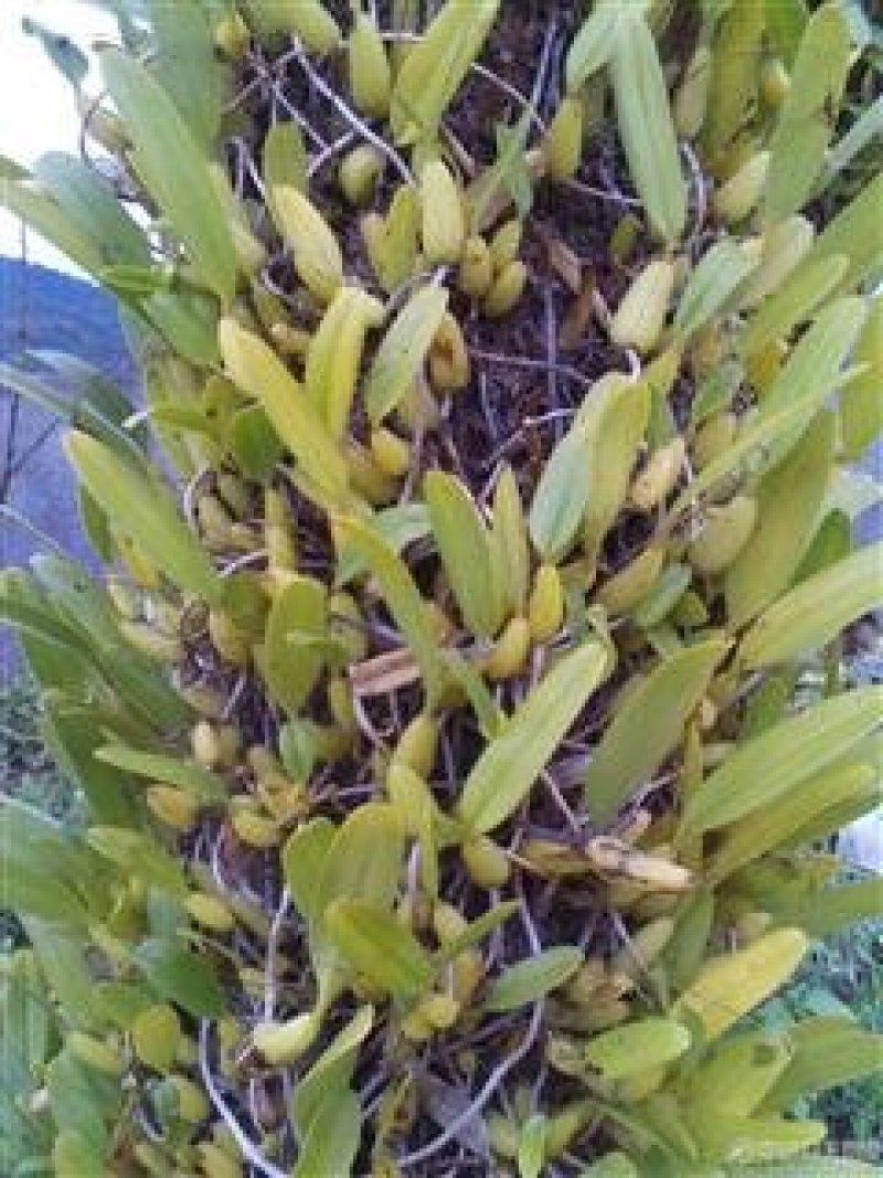 石橄榄