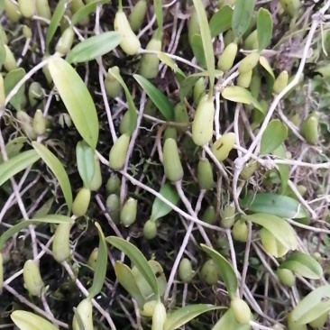 石橄榄