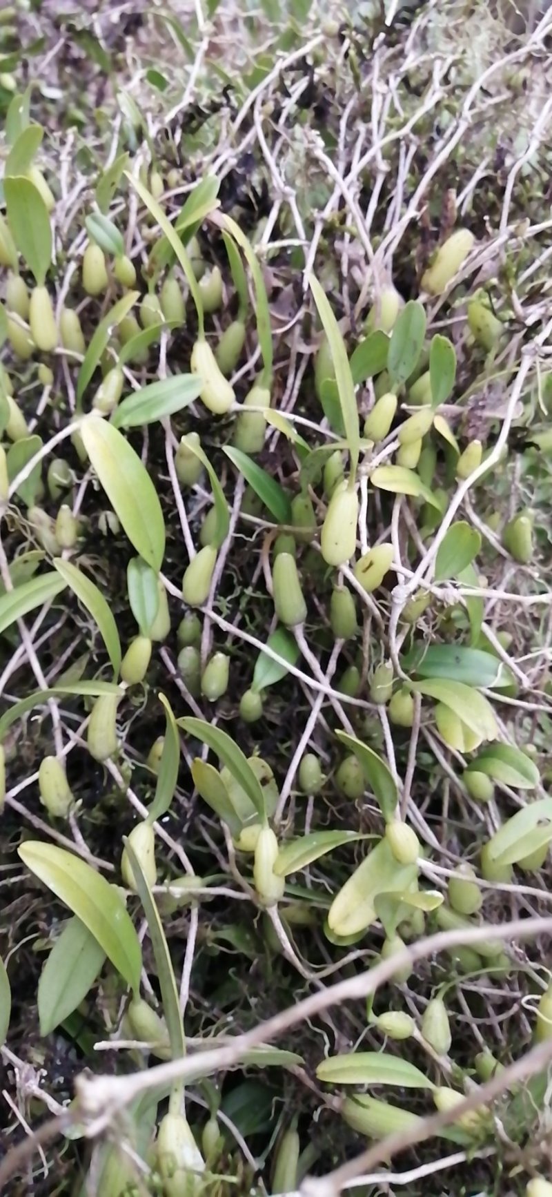 石橄榄