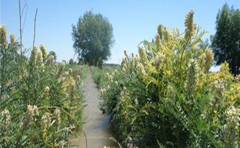 苦豆子种子葫芦巴种子药材种子长年供应大量从优