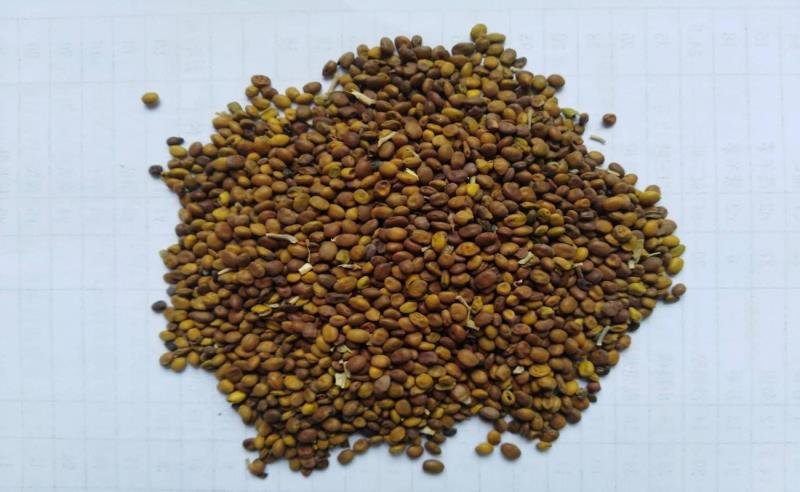 苦豆子种子葫芦巴种子药材种子长年供应大量从优