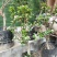 盆栽苹果苗，苹果苗南北方种植新品种矮化四季嫁接红富士果树