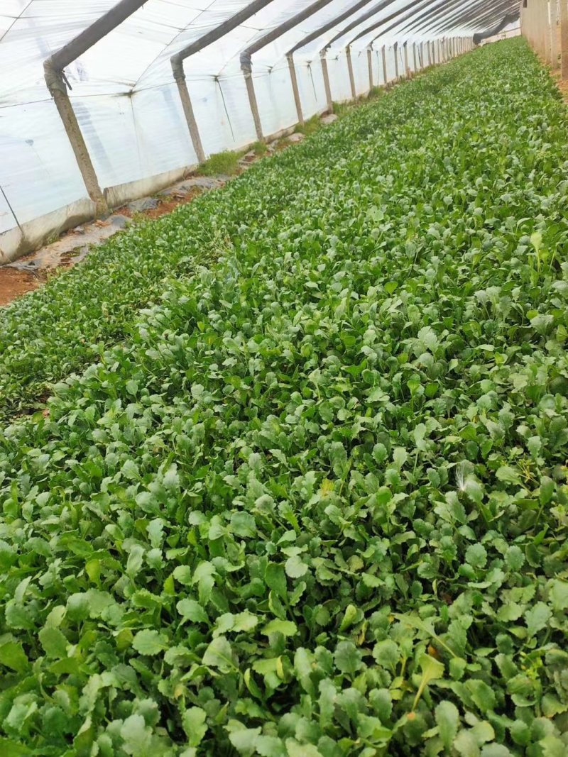 大滨菊质量非常好，量大丛优，基地直发，货源充足，让您满意