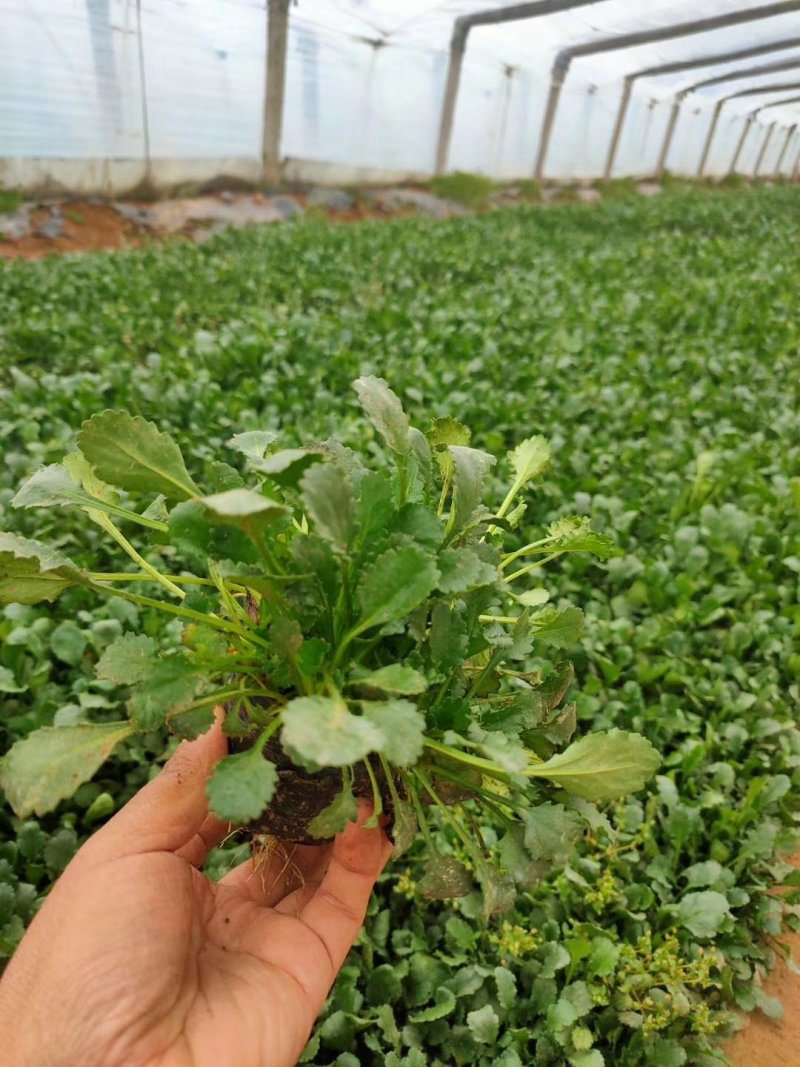 大滨菊质量非常好，量大丛优，基地直发，货源充足，让您满意