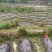 基地提供优质紫花红果参种苗