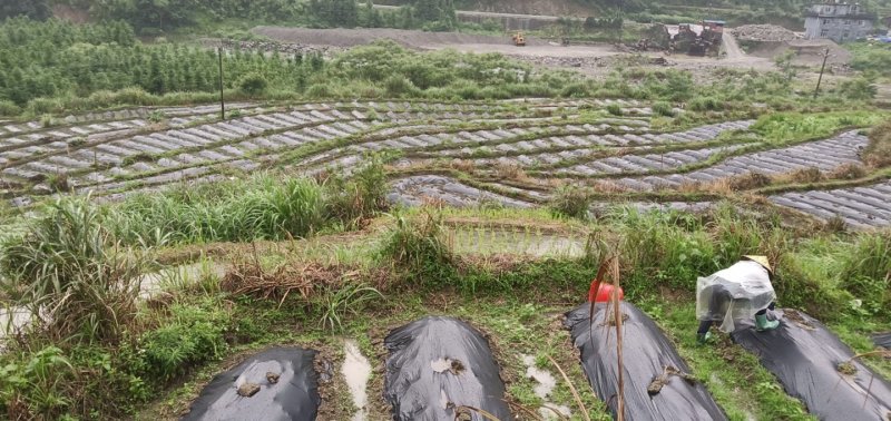 基地提供优质紫花红果参种苗