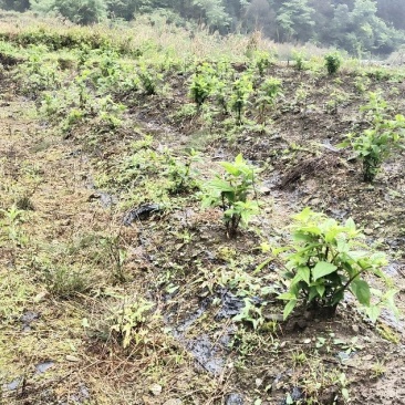 基地提供优质紫花红果参种苗