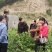 基地提供优质紫花红果参种苗