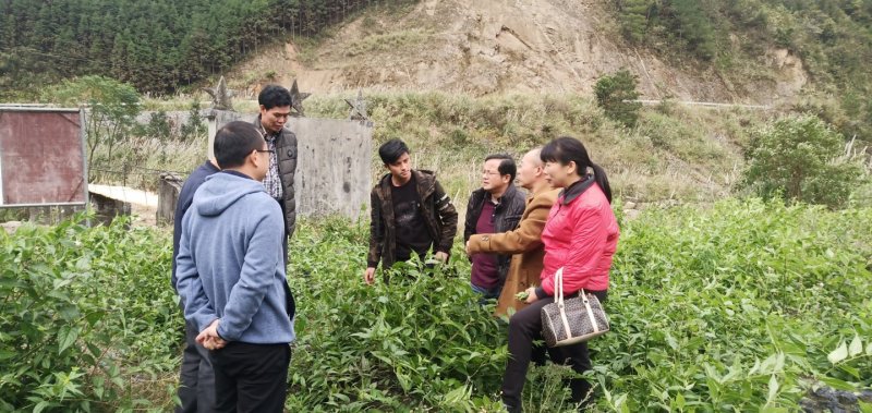 基地提供优质紫花红果参种苗
