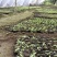 基地提供优质紫花红果参种苗