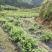 基地提供优质紫花红果参种苗