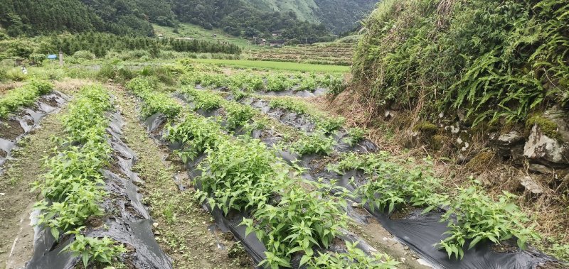 基地提供优质紫花红果参种苗