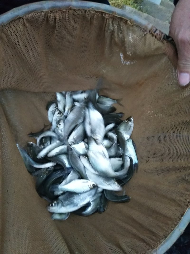 武昌鱼苗，免费检测水质，鱼塘规划鱼苗搭配及售后