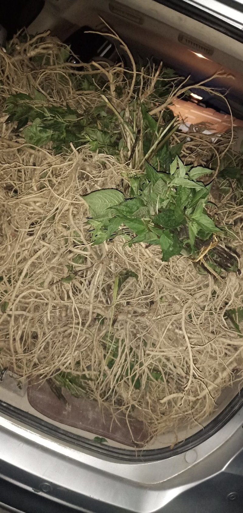 基地提供优质紫花红果参种苗