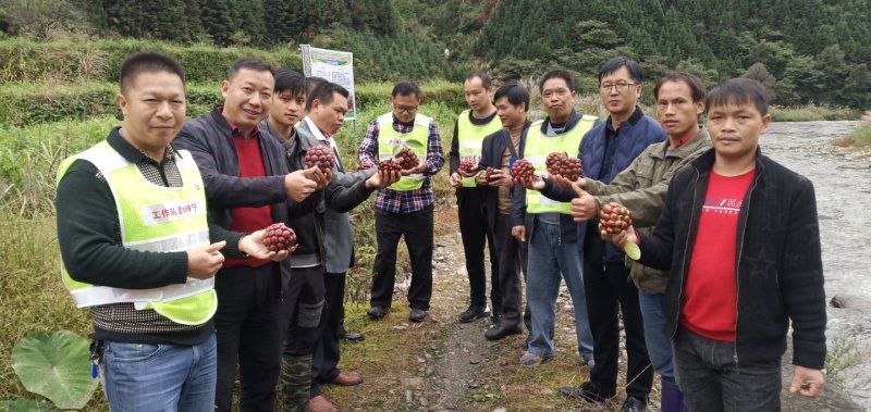 基地提供优质黑老虎种苗