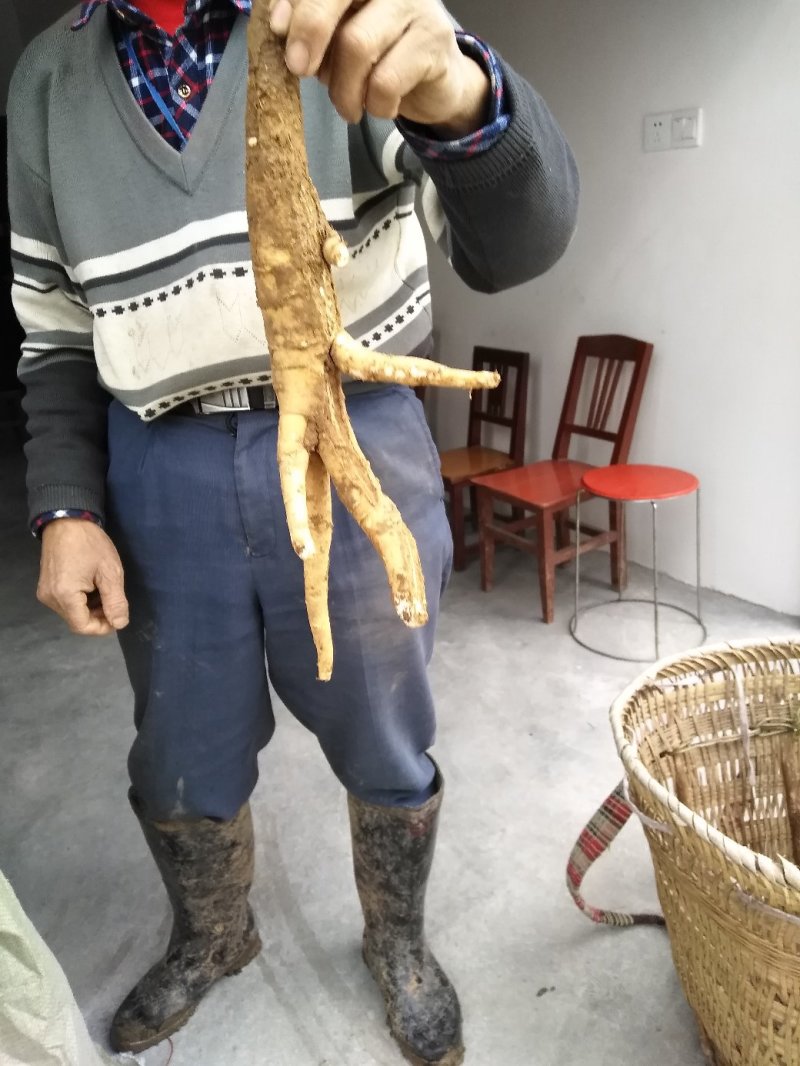 川明参