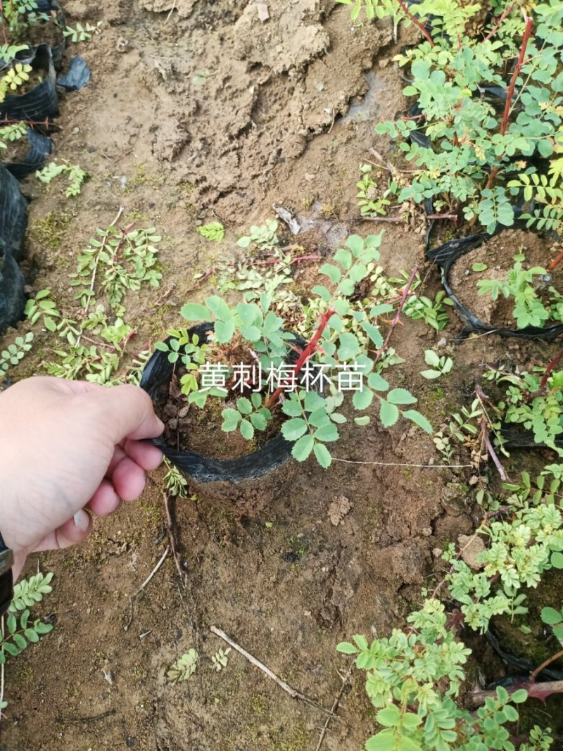 黄刺梅，黄刺梅堆，黄刺梅扦插苗，黄刺梅杯苗