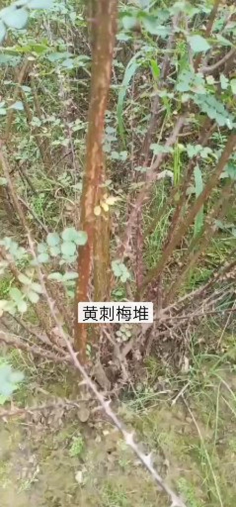 黄刺梅，黄刺梅堆，黄刺梅扦插苗，黄刺梅杯苗