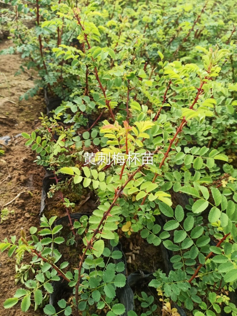 黄刺梅，黄刺梅堆，黄刺梅扦插苗，黄刺梅杯苗