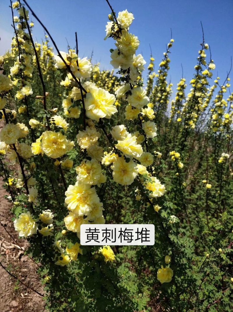 黄刺梅，黄刺梅堆，黄刺梅扦插苗，黄刺梅杯苗