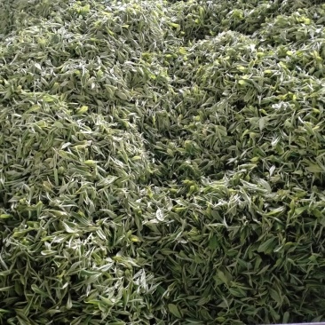 蒙顶山茶
