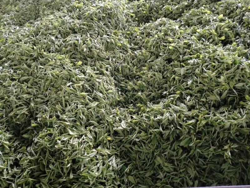 蒙顶山茶