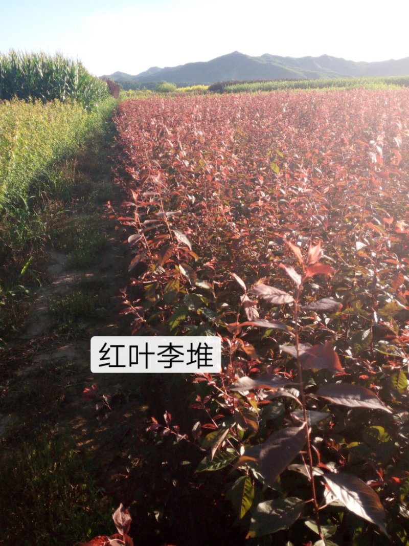 红叶李，红叶李堆，红叶李扦插小苗，红叶李杯苗