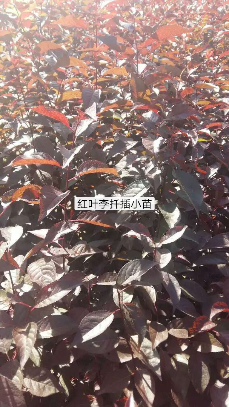 红叶李，红叶李堆，红叶李扦插小苗，红叶李杯苗