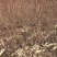 红叶李，红叶李堆，红叶李扦插小苗，红叶李杯苗