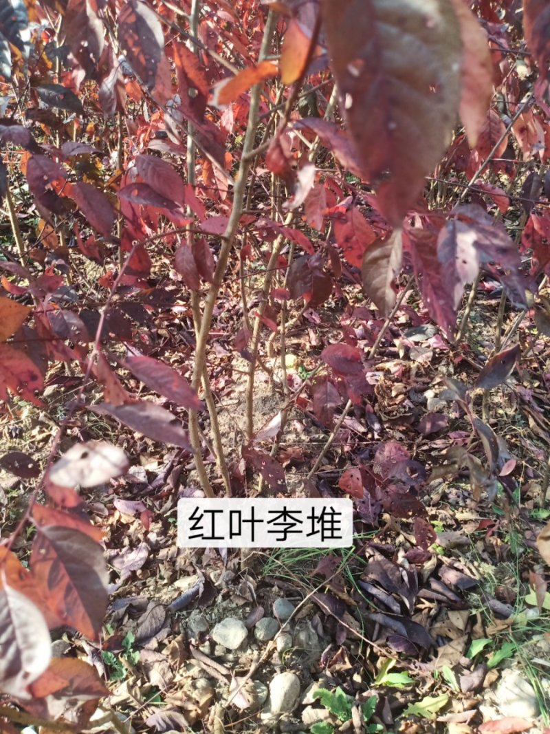 红叶李，红叶李堆，红叶李扦插小苗，红叶李杯苗