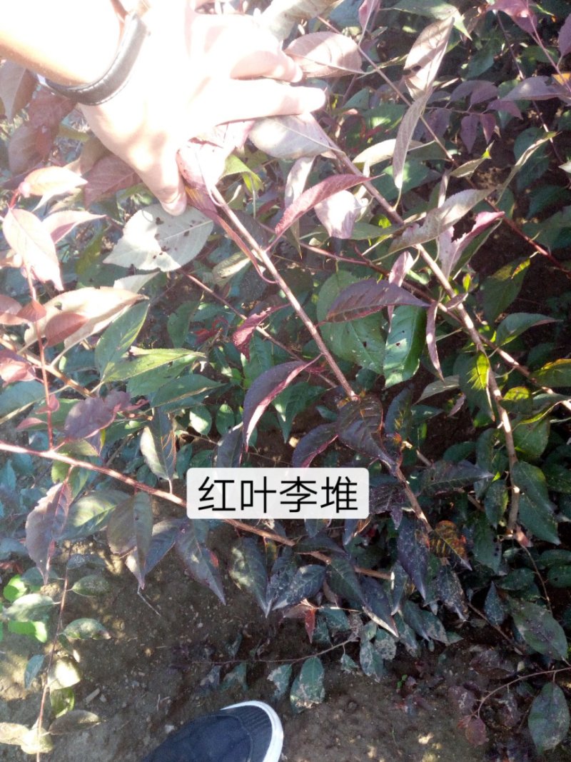红叶李，红叶李堆，红叶李扦插小苗，红叶李杯苗