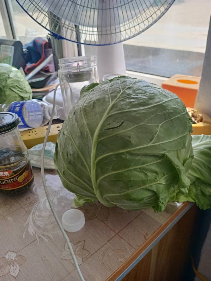 6月份甘蓝大量有货。精品兰州货，欢迎全国各地的老板咨询
