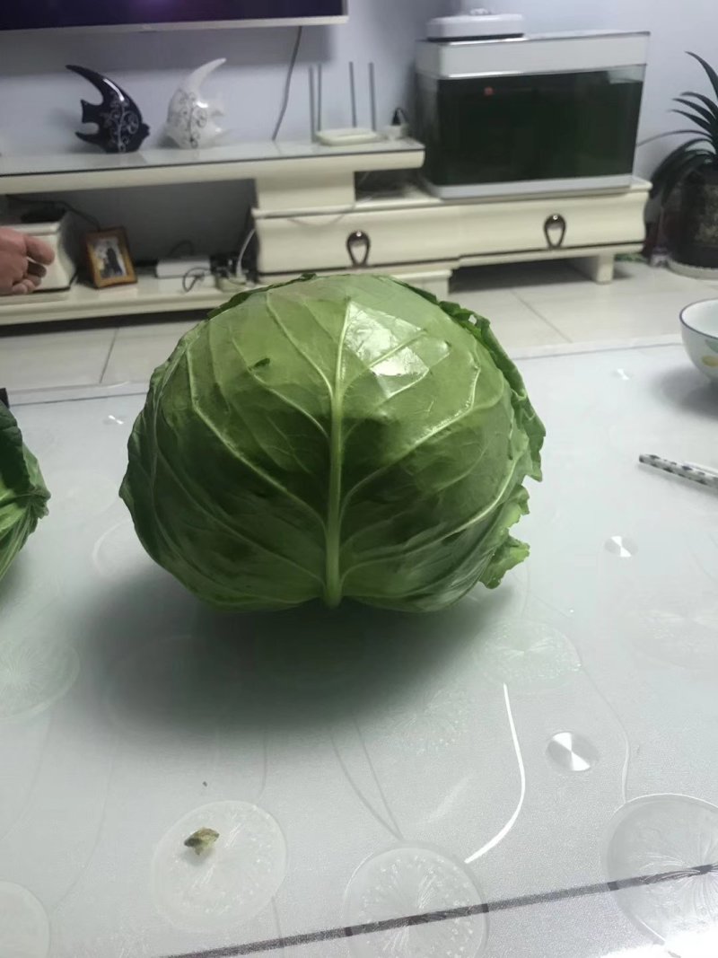 6月份甘蓝大量有货。精品兰州货，欢迎全国各地的老板咨询