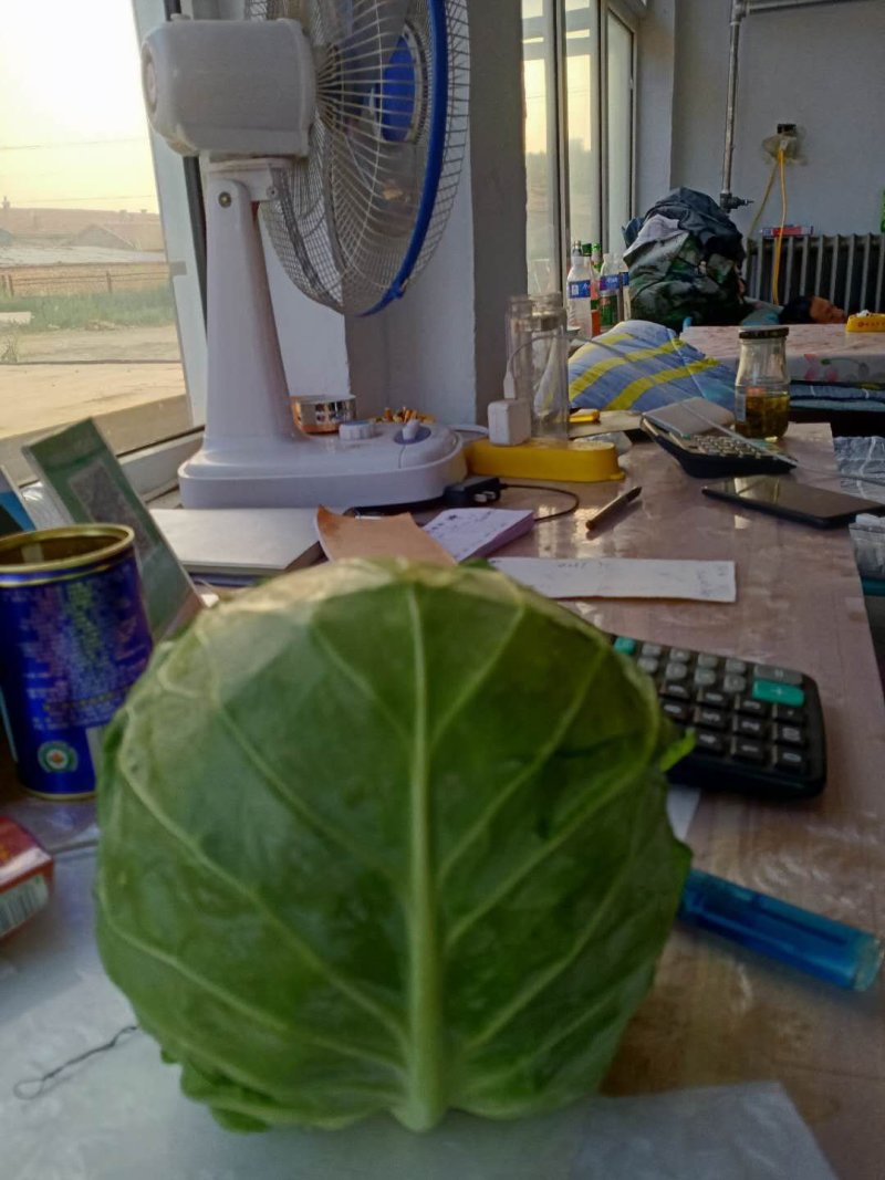 6月份甘蓝大量有货。精品兰州货，欢迎全国各地的老板咨询