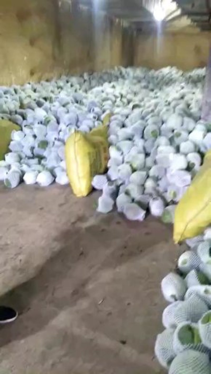 6月份甘蓝大量有货。精品兰州货，欢迎全国各地的老板咨询