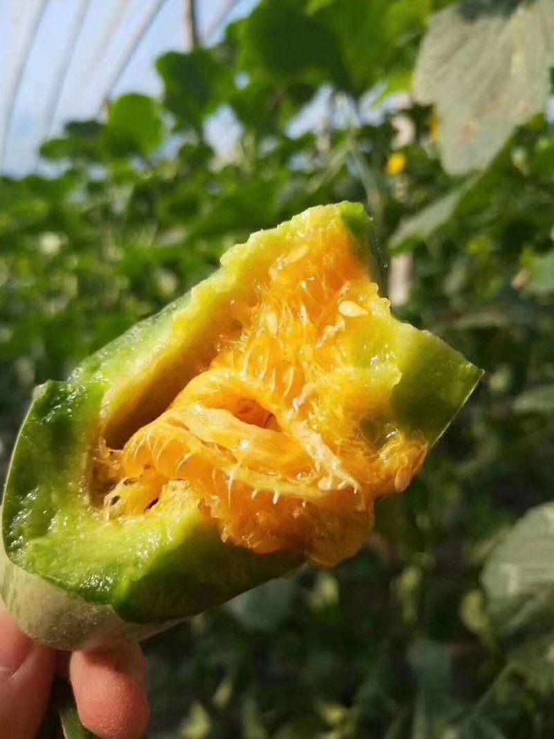 博洋61羊角蜜甜瓜，大量上市，产地直发诚信经营