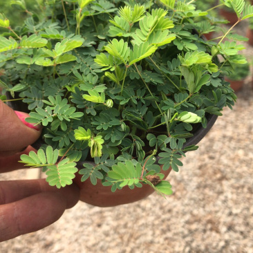 山东青州含羞草盆栽花卉室内植物