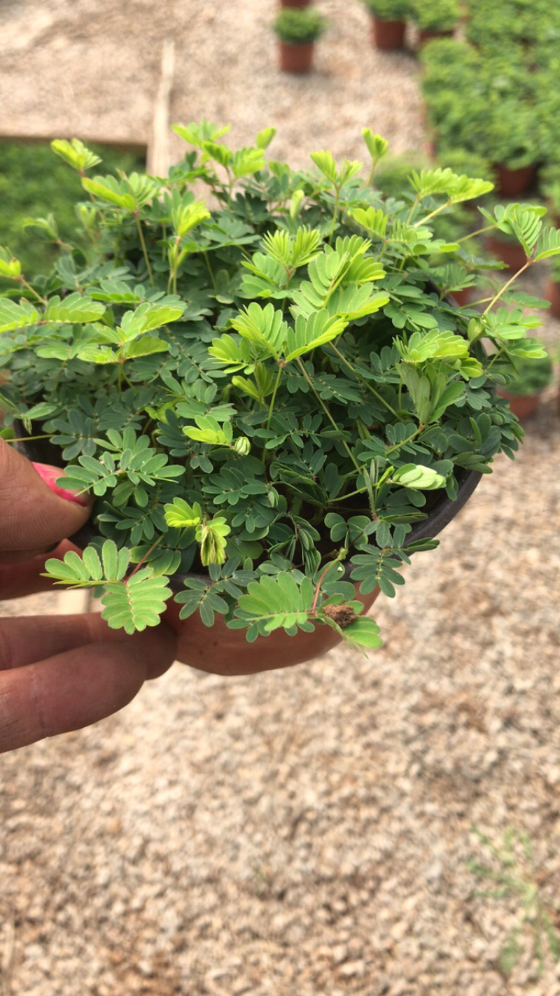 山东青州含羞草盆栽花卉室内植物