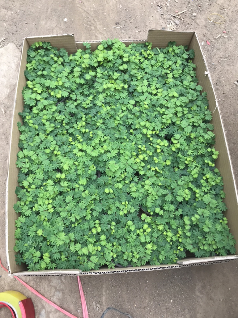 山东青州含羞草盆栽花卉室内植物