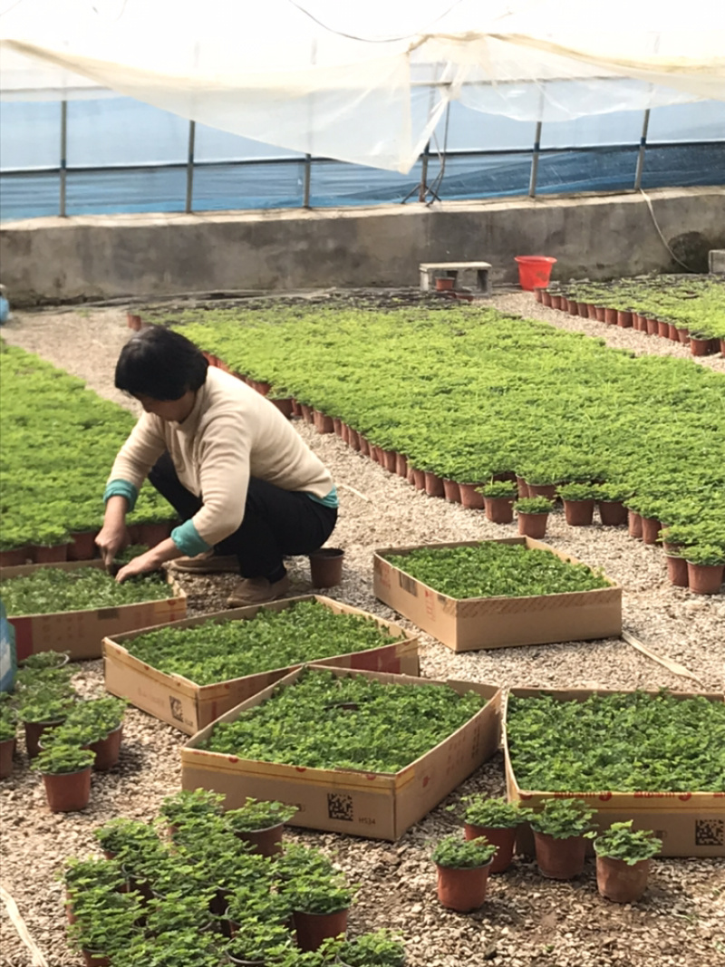 山东青州含羞草盆栽花卉室内植物