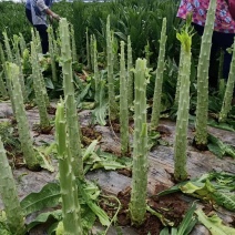 云南基地新鲜贡菜莴笋光杆出售价格便宜