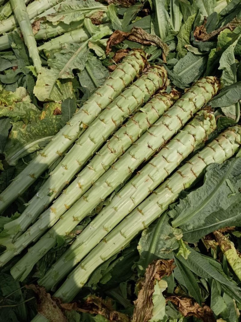 云南基地新鲜贡菜莴笋光杆出售价格便宜