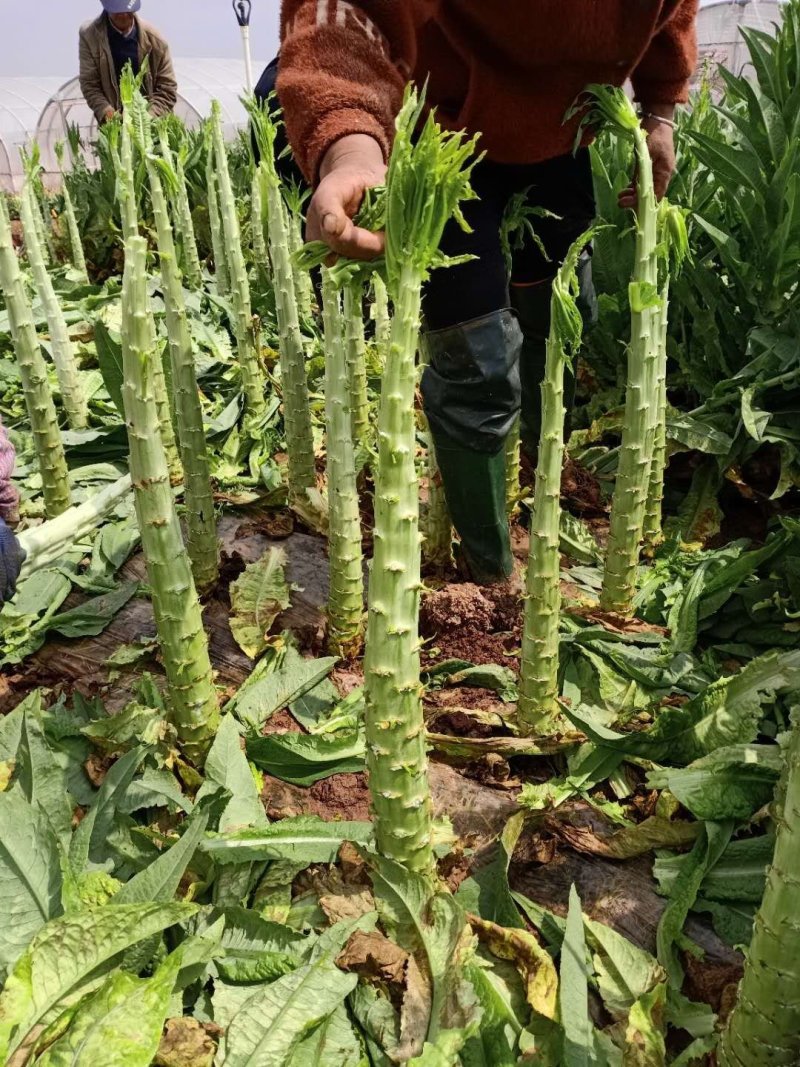 云南基地新鲜贡菜莴笋光杆出售价格便宜