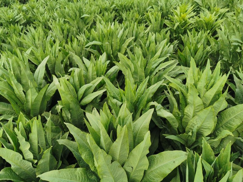 云南基地新鲜贡菜莴笋光杆出售价格便宜