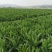 云南基地新鲜贡菜莴笋光杆出售价格便宜