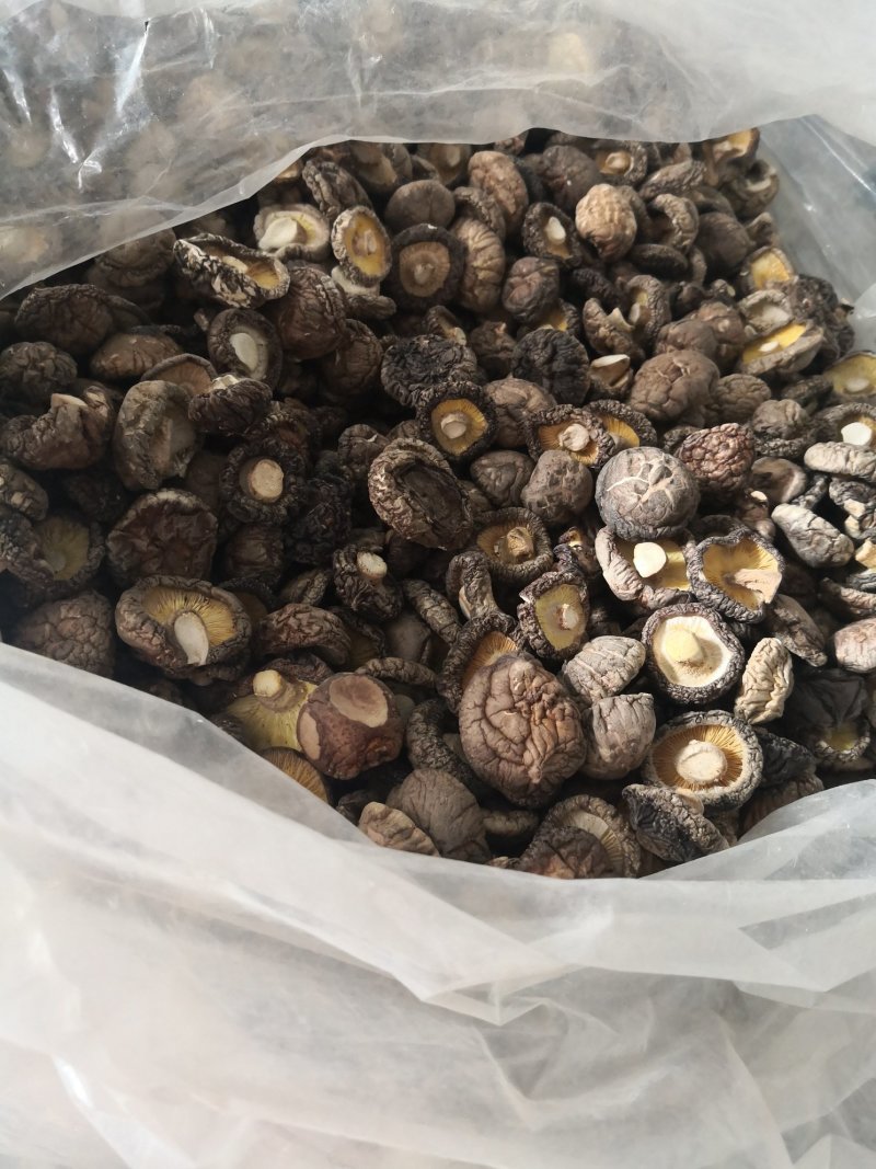 香菇
